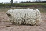 KOMONDOR 130